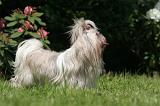 SHIH TZU 338